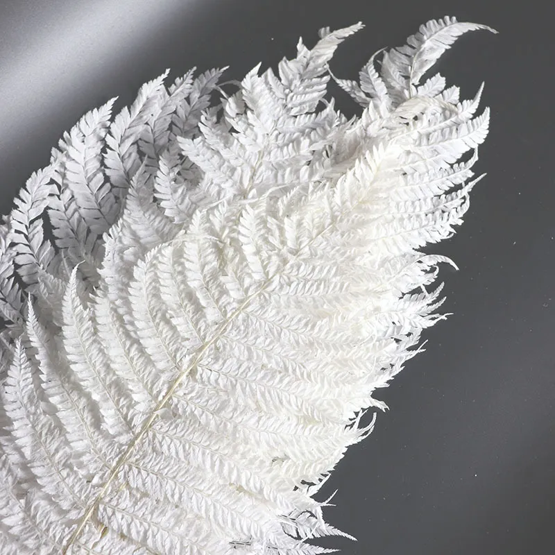 Foglie di Felce Preservate Naturali Mazzetto di Fogliame Secco Per Composizione Floreale fai da te Decorazione per la Casa Ghirlanda Artigianato