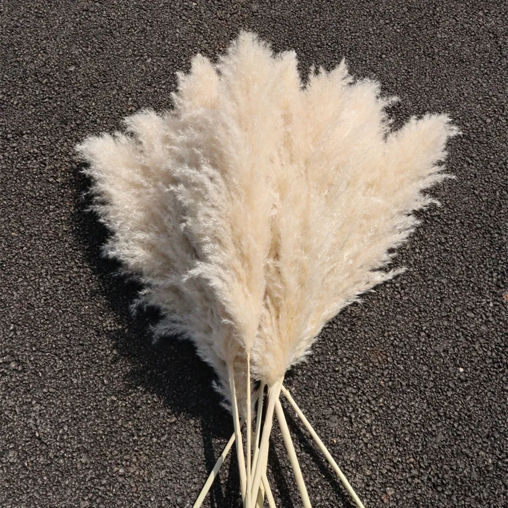 Natural Dried Pampas Grass Reed Flowers Fluffy Plant Stems For Wedding Home Decor And Photography Props