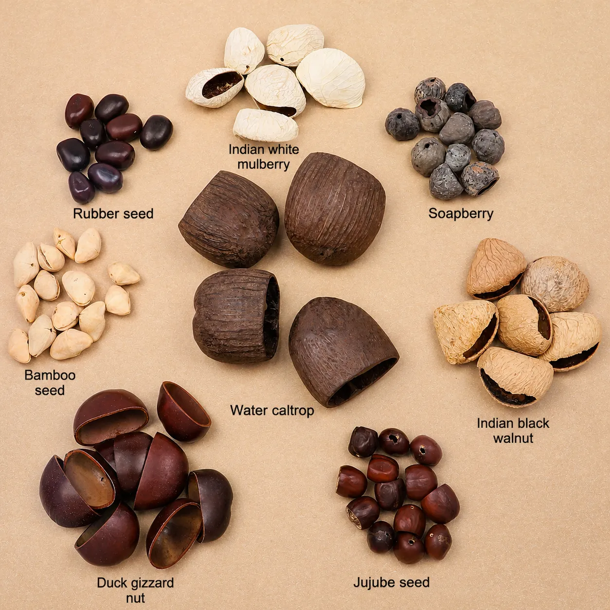 Natural Dried Nut Shell Seeds For DIY Wind Chime Material Handmade Craft Hanging Ornaments Botanical Decorative Components