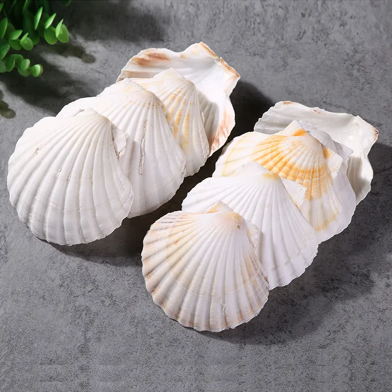 Natural Scallop Shells Large White Sea Shells For DIY Crafts Home Decor Aquarium Landscaping Coastal Beach Wedding Decoration