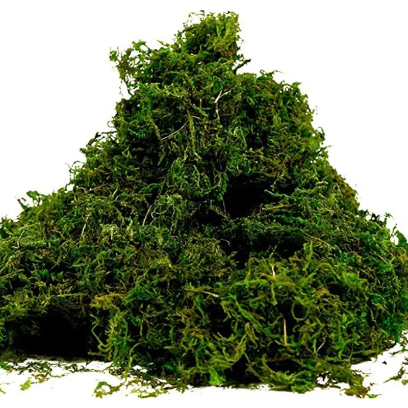 Muschio Secco Decorativo Pianta Verde Artificiale Finto Lichene Fai Da Te Micro Paesaggio Terrario Arredo Casa Artigianato