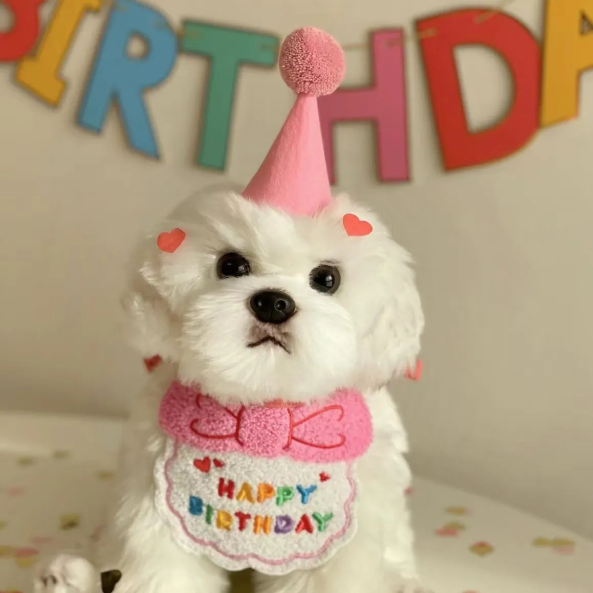Pet Birthday Party Bandana And Hat Cotton Knit Embroidery Bow Festive Decoration For Small Dogs And Cats