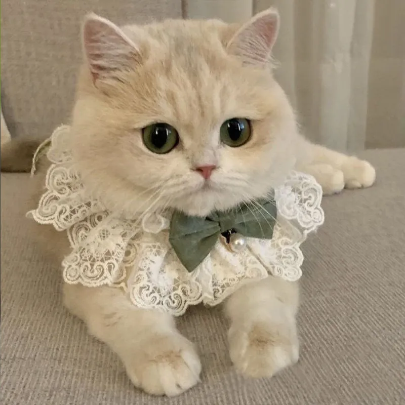 Pet Lace Collar Bib With Bowknot And Faux Artificial Pearl Pendant Elegant Decorative Scarf For Cats Small Dogs Sweet Style