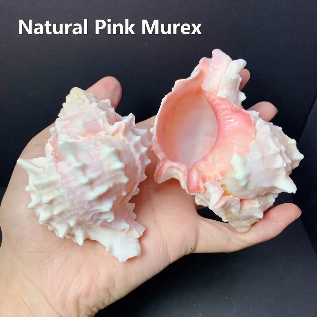 Natural Red Bone Murex Sea Shell Pink White Spiky Texture Home Ornament Aquarium Decor Coastal DIY Craft Collectible