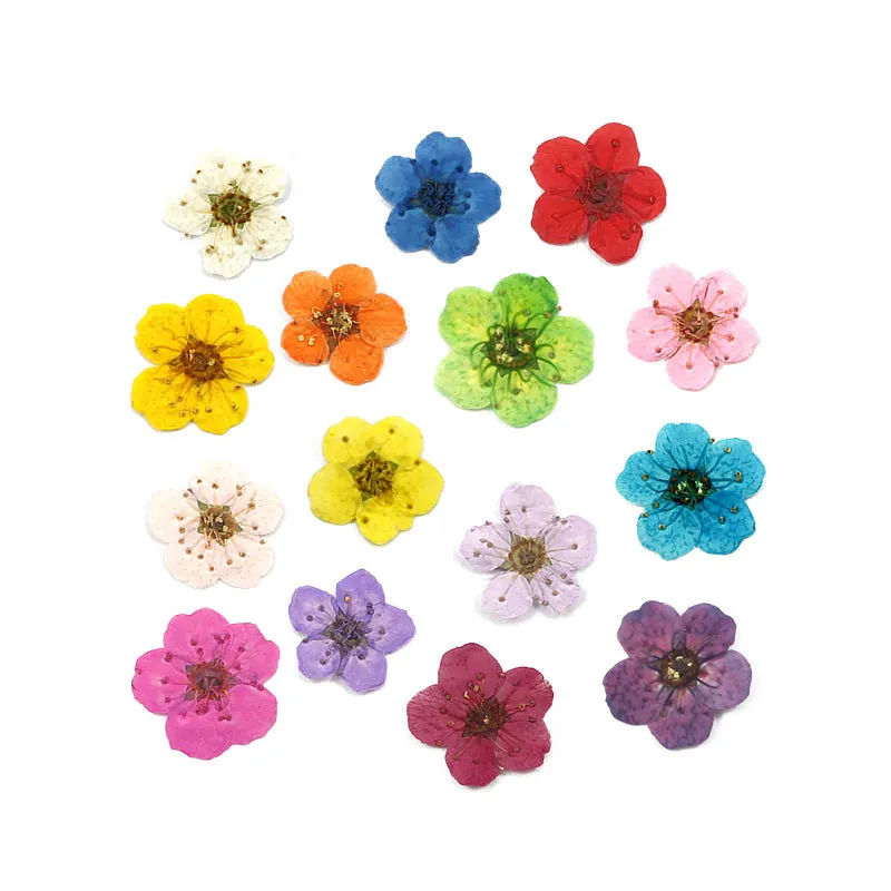 Pressed Dried Flowers Natural Real Floral For Resin Jewelry Making Nail Art Phone Case Decor DIY Craft