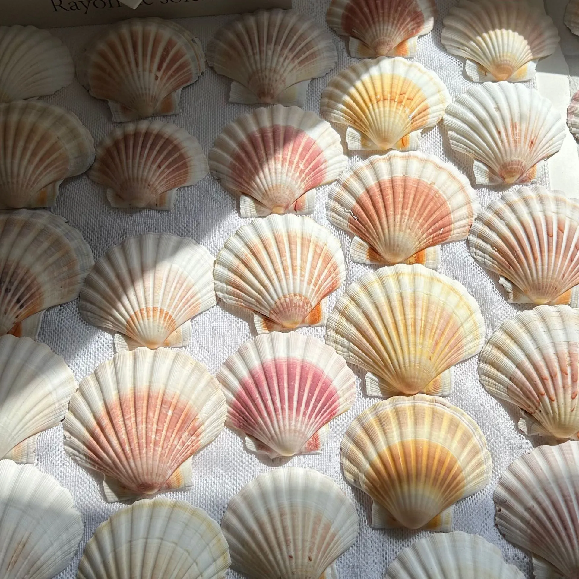Natural Queen Scallop Shell Pink White Striped Sea Conch Fan Shaped Large Shell For Home Decor Desktop Specimen Collection