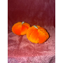 5-star customer review photo by L*****o, image 3 of 3 for Rex Rabbit Fur Cherry Keychain With Leather Leaf Bag Charm