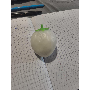 5-star customer review photo by a*****e, image 2 of 13 for Cartoon Cheese Bun Squishy Stress Relief Toy