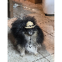 5-star customer review photo by p*****m, image 2 of 2 for Polyester Felt Pet Cowboy Hat with Adjustable Drawstring for Dogs