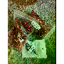 4-star customer review photo by L*****f, image 1 of 4 for Natural Dried Flower Fruit DIY Material Pack