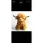 5-star customer review photo by K*****e, image 1 of 1 for Realistic Highland Cow Plush Toy Long Hair Stuffed Animal