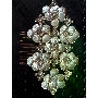 4.6-sterren klantrecensie foto door K*****n, afbeelding 1 van 6 voor Vintage Vlinder Bloem Dier Broche Speld Voor Dames