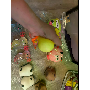 Foto de reseña de 4.7 estrellas por E*****a, imagen 5 de 5 para Juguete Pato Squishy Lindo Rebote Lento Antiestrés