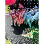 5-star customer review photo by T*****r, image 1 of 1 for Fluffy Real Fox Fur Rabbit Keychain Bag Charm For Women