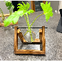 5-sterren klantrecensie foto door a*****e, afbeelding 1 van 1 voor Hydroponische Glazen Vaas Met Houten Standaard