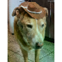 5-star customer review photo by p*****m, image 1 of 2 for Polyester Felt Pet Cowboy Hat with Adjustable Drawstring for Dogs