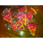 4.3-star customer review photo by A*****r, image 7 of 9 for Cartoon Cheese Bun Squishy Stress Relief Toy