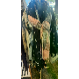 5-star customer review photo by S*****a, image 1 of 1 for Women Long Satin Scarf with Ink Wash Floral Leaf Print