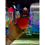 5-star customer review photo by J*****o, image 1 of 1 for Large Ice Cube Squishy Stress Relief Slow Rising Toy